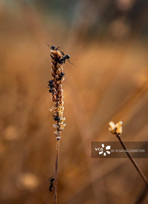 植物上的昆虫特写，西班牙弗里希利亚娜图片素材