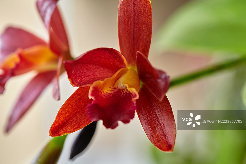 曼谷，泰国的红色卡特莉亚兰花特写盛开在植物上图片素材