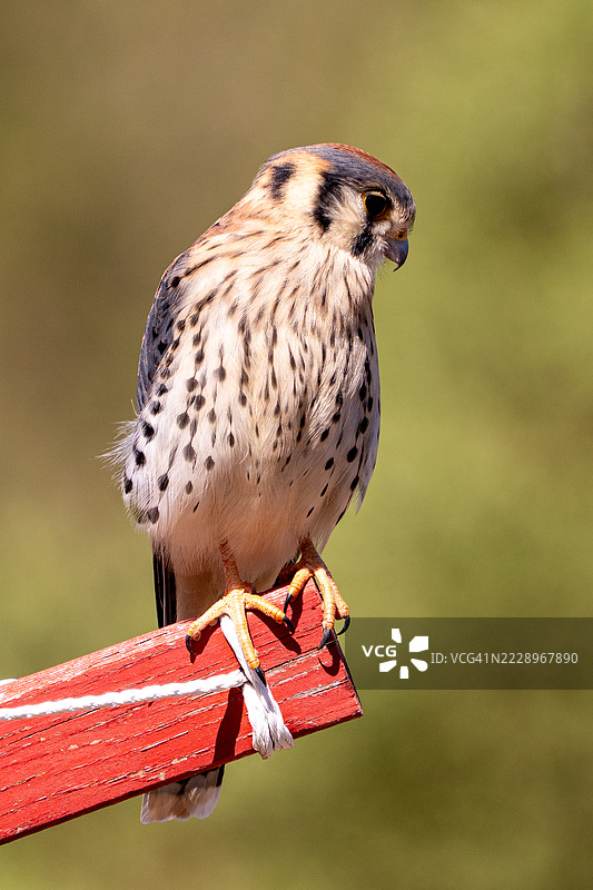 栖息在木头上的猫头鹰特写，伊格纳西奥，科罗拉多州，美国图片素材