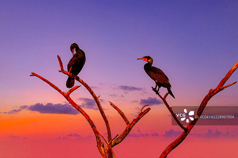 低角度视图的鸟儿栖息在树上，背景是天空，印度马迪亚 Pradesh邦博帕尔。图片素材