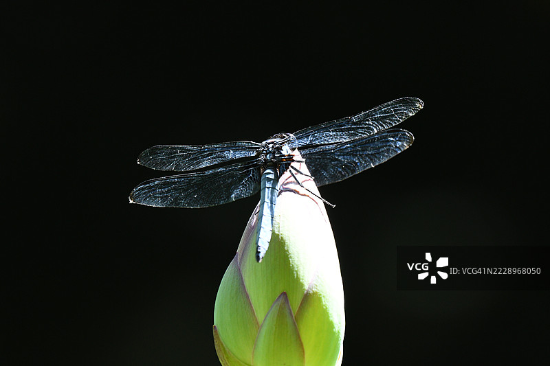 蜻蜓栖息在莲花花头上，日本图片素材