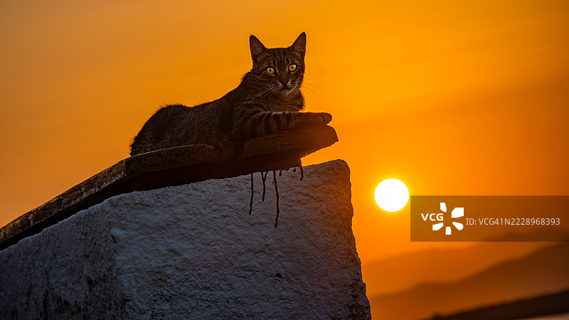 低角度视图的猫坐在挡土墙上，背景是橙色的天空，地点：希腊克里特岛雷西姆诺。图片素材