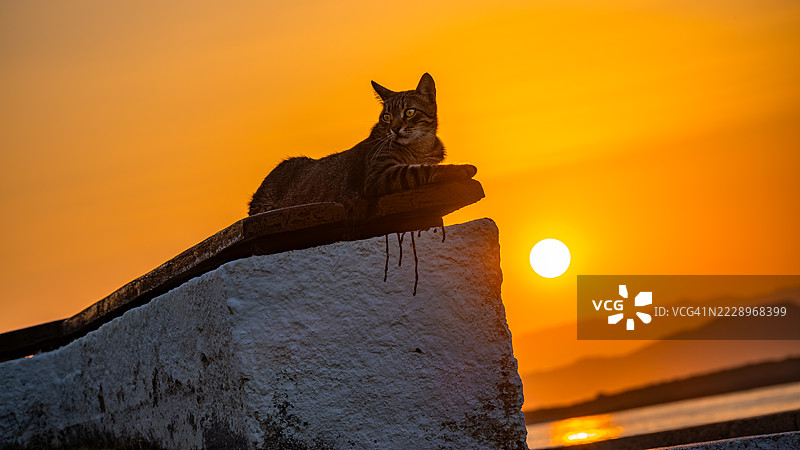 日落时分，克里特岛雷西姆诺的天空下，猫坐在挡土墙上的低角度视图图片素材