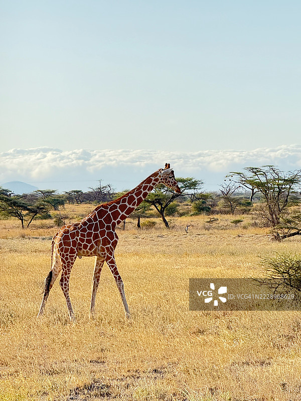 侧面视角的长颈鹿在天空下的田野上行走图片素材