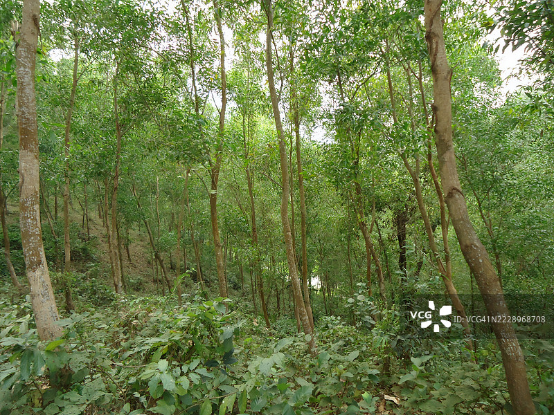 孟加拉国的森林中的树木图片素材