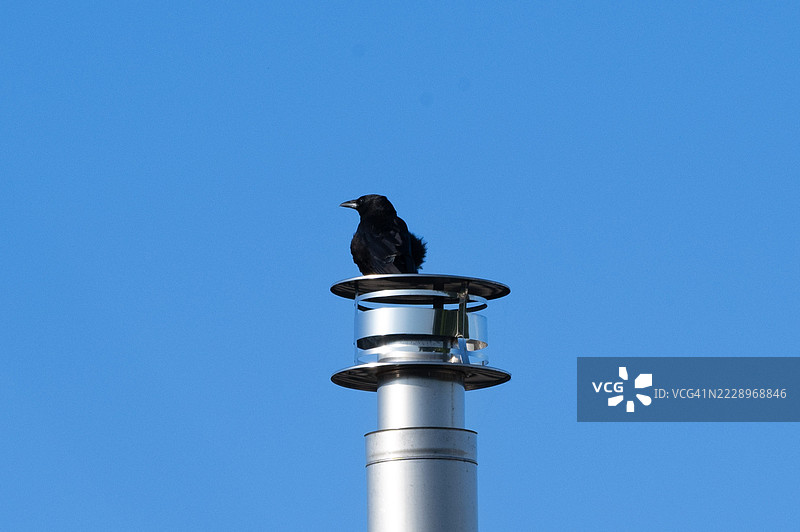 低角度视图的乌鸦栖息在杆子上，背景是晴朗的蓝天，阿尔梅勒，弗莱福兰，荷兰图片素材
