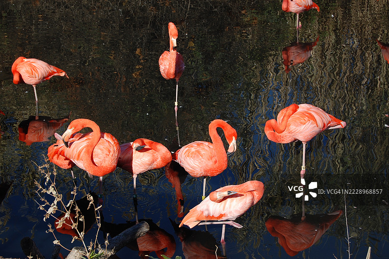 火烈鸟特写，威奇托，堪萨斯州，美国图片素材