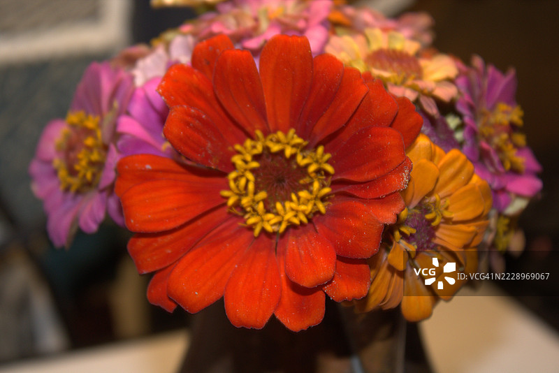 橙色花朵特写，北卡罗来纳州列克星敦，美国图片素材