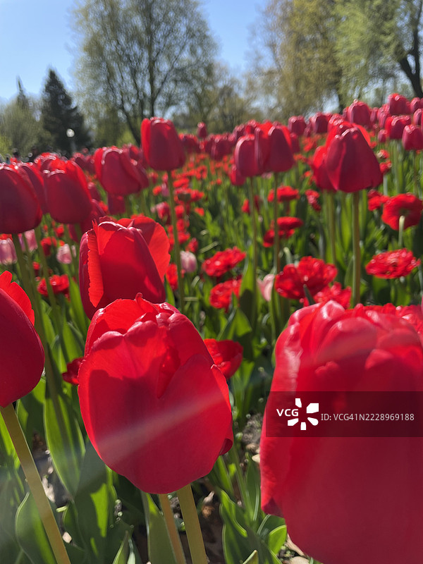 红色郁金香特写，渥太华，安大略省，加拿大图片素材