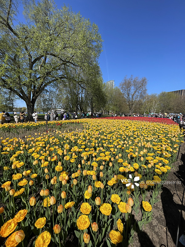 渥太华，安大略省，加拿大公园中盛开的黄色花卉植物景观图片素材