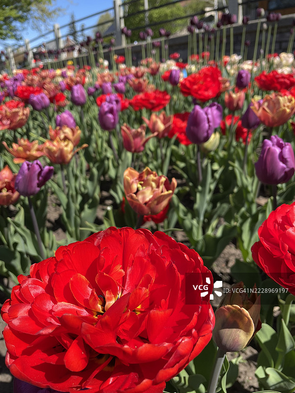 红色郁金香特写，渥太华，安大略省，加拿大图片素材