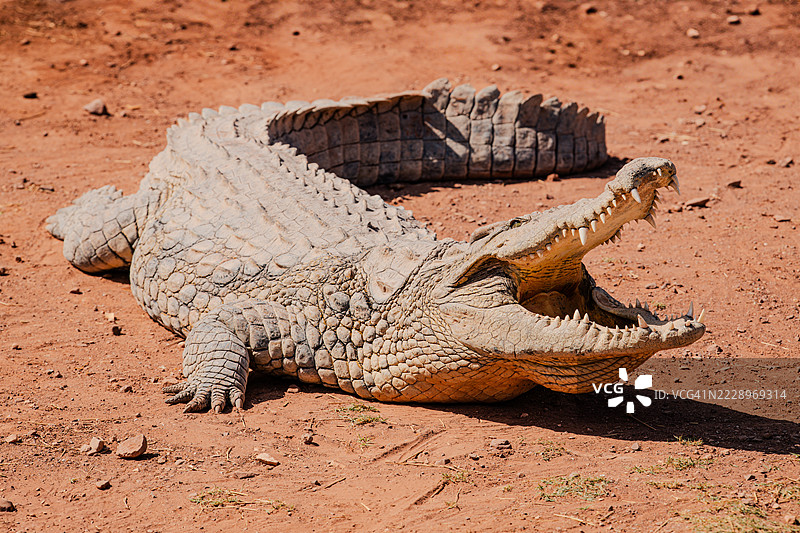 摩洛哥阿加迪尔的鳄鱼公园中的鳄鱼，野生动物，危险的爬行动物，非洲野生动物，尼罗鳄，旅游景点，摩洛哥图片素材