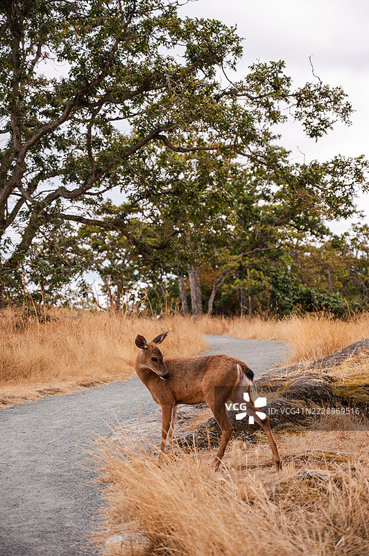维多利亚的灯塔山公园里的鹿图片素材