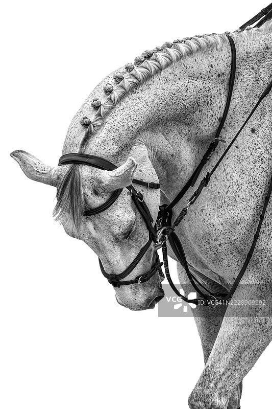 低角度视图的马与白色背景，佛罗里达州奥卡拉，美国图片素材