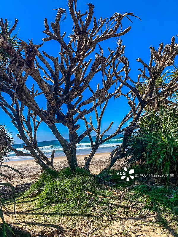 树木在田野上与晴朗的蓝天相映，彩虹海滩，昆士兰，澳大利亚图片素材