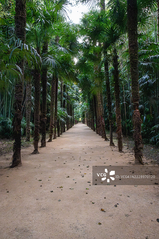 法国奥克西塔尼地区安迪兹的森林树木景观图片素材