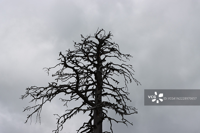 芬兰的树木剪影图片素材