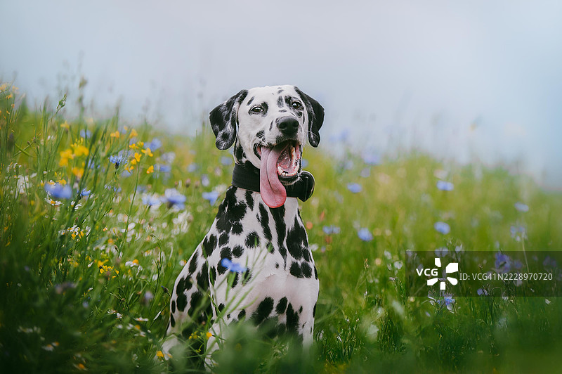 坐在草地上的狗的肖像，波兰图片素材