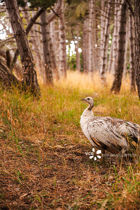维多利亚的灯塔山公园中的孔雀图片素材