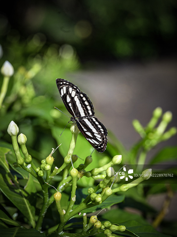 斯里兰卡植物上的蝴蝶特写图片素材