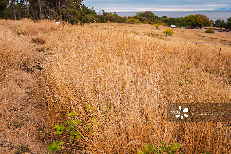 维多利亚的比肯山公园图片素材