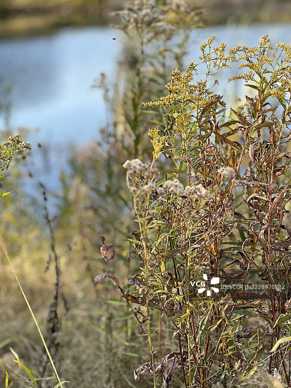 湖边盛开的植物特写，威斯康星州绿湾，美国图片素材