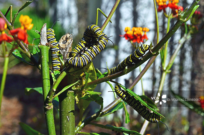 君主毛虫正在进食图片素材