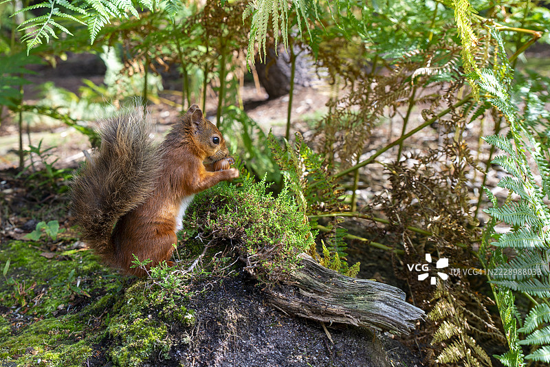 红松鼠在吃榛子图片素材