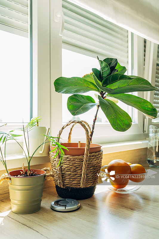 室内植物和橙子在明亮的厨房中营造出温馨的氛围图片素材