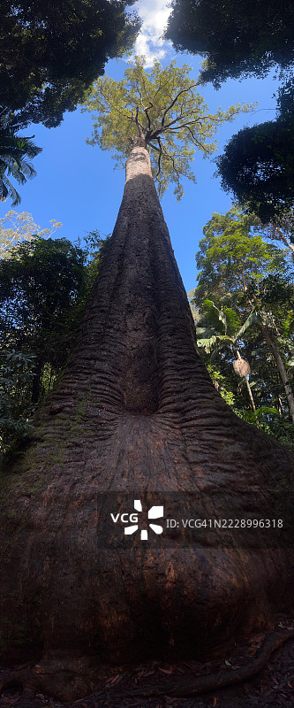澳大利亚新南威尔士州波特麦奎里的一棵古老树木图片素材