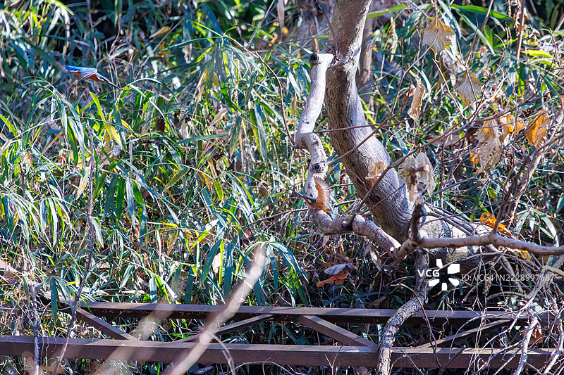 一对美丽的翠鸟（Alcedo atthis）潜入沼泽捕捉猎物。日本埼玉县北本市自然观察公园 - 2024年12月29日图片素材