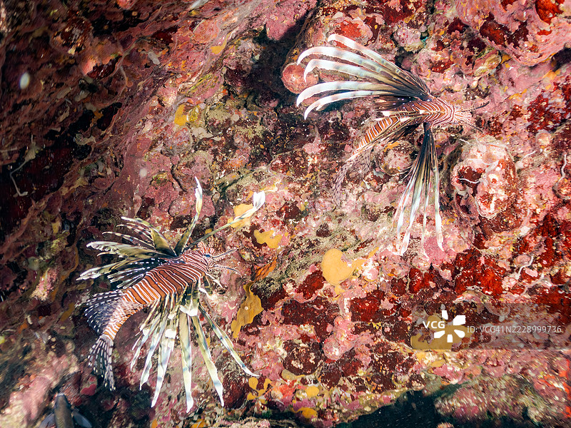 红狮子鱼，飞龙鱼。海洞中的鱼群。平藏海滩，仲木港，南伊豆，伊豆半岛，静冈县，日本。- 2025年7月6日。平藏海滩是日本本岛本州最佳浮潜地点之一。图片素材