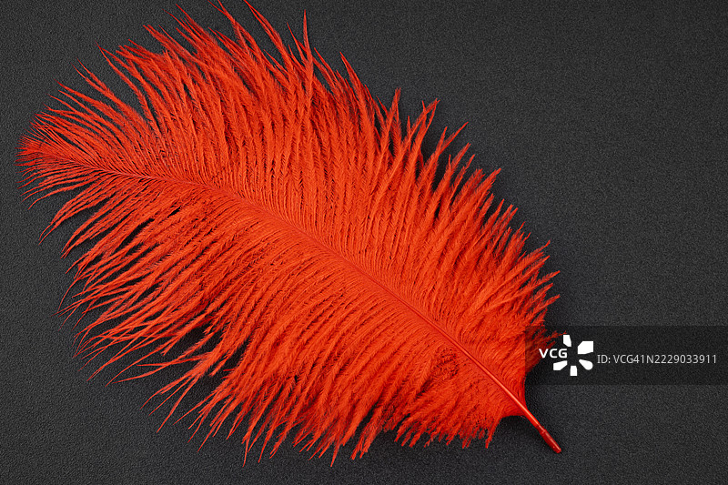 红色羽毛与黑色背景图片素材