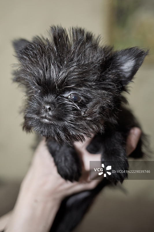 阿芬瓶犬小狗图片素材