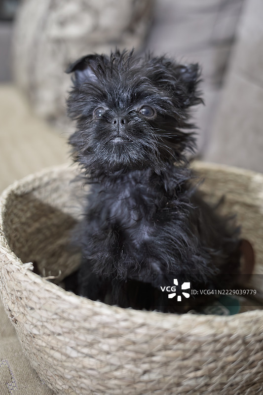 阿芬品犬小狗图片素材