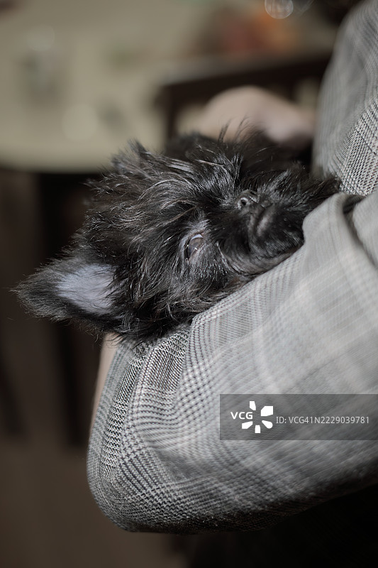 阿芬品犬小狗图片素材