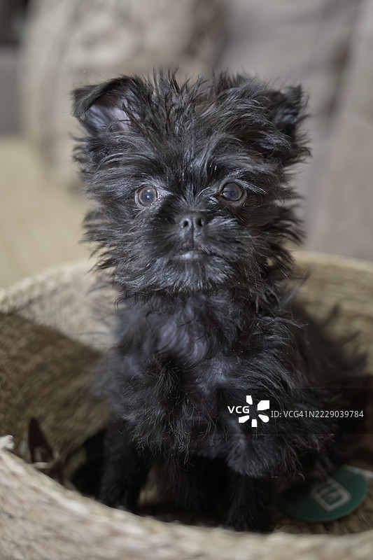 阿芬瓶犬幼犬图片素材