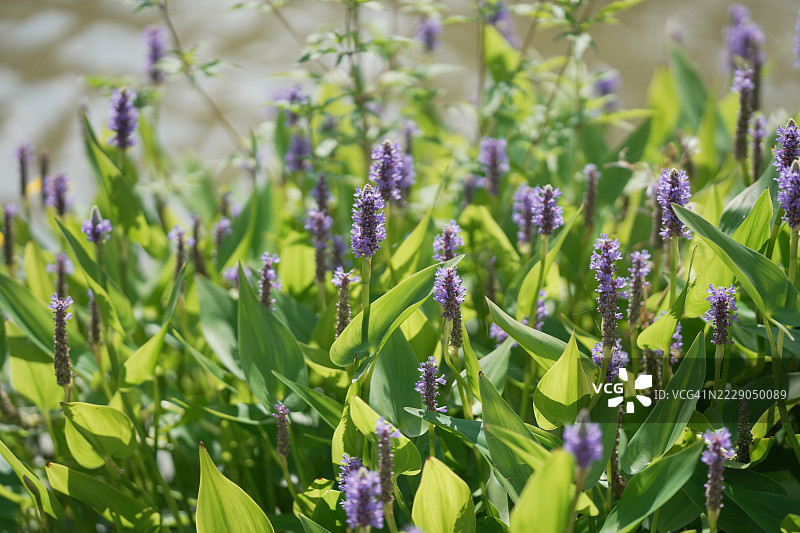 水葱图片素材