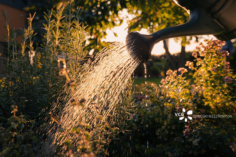 用浇水壶给花园里的草药浇水图片素材