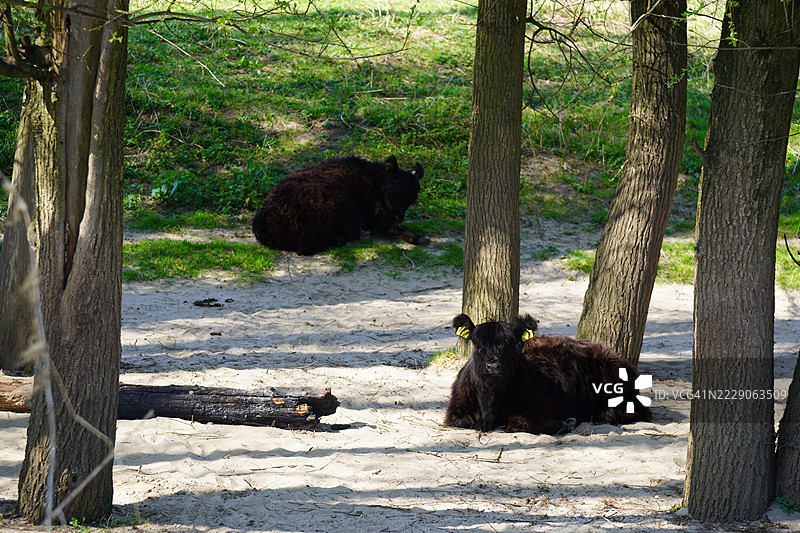 斯塔兹瓦德自然公园，奶牛，奈梅亨，荷兰图片素材