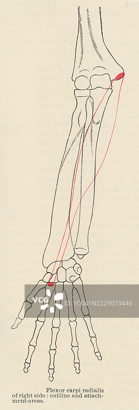 人手肌肉的古老雕刻插图 - 桡侧腕屈肌 - 一种长而表浅的前臂肌肉，属于前群肌肉，位于第一层。图片素材