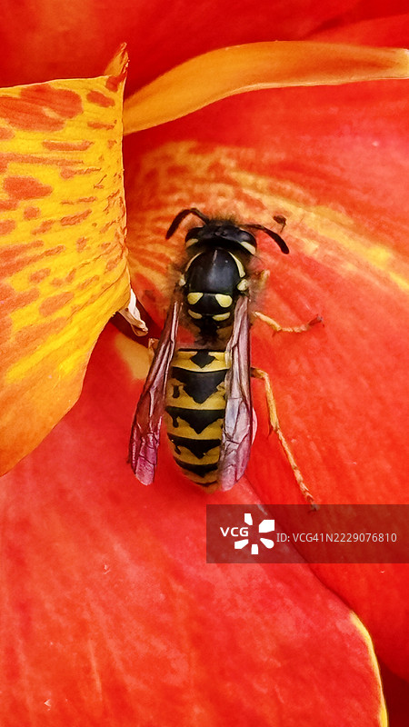 全开花的美人蕉（Canna x generalis）上停着德国黄蜂（Vespula Germanica），特写镜头。图片素材
