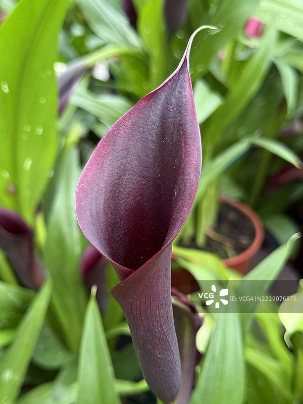 粉色的卡拉百合（Zantedeschia Rehmannii）从花苞中绽放，特写镜头。图片素材