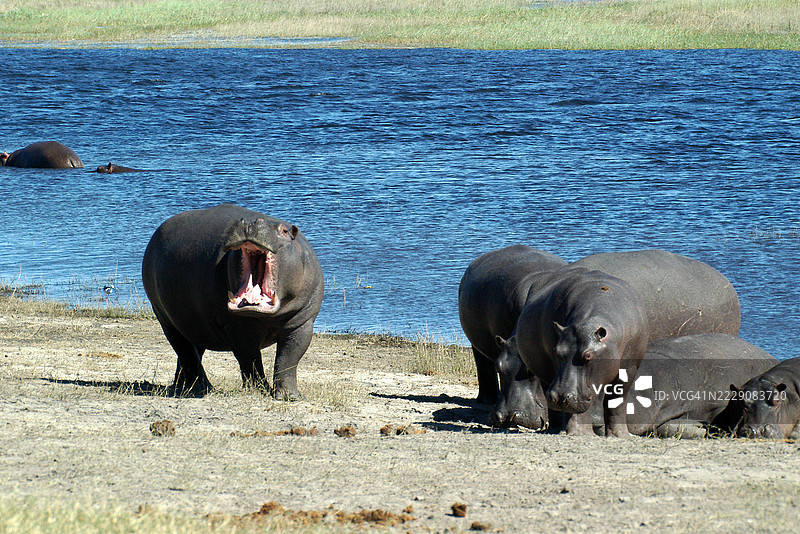 克鲁格国家公园南非河岸上的一群河马（Hippopotamus amphibius）特写镜头图片素材
