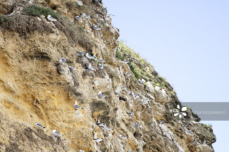 马斯登的海鸥图片素材