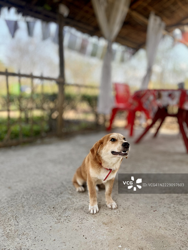 户外坐着的狗特写，阿萨姆邦，印度图片素材