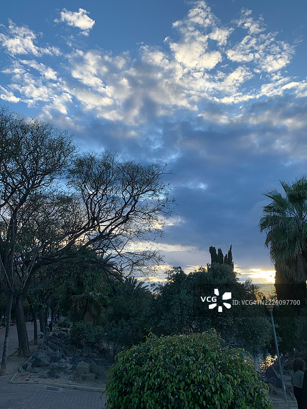 在西班牙阿利坎特的托雷维耶哈公园，日落时分的天空与树木相映成趣。图片素材