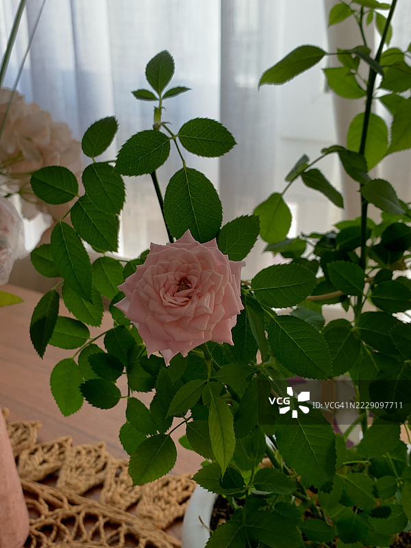 粉色玫瑰的花朵，托雷维耶哈，阿利坎特，西班牙图片素材