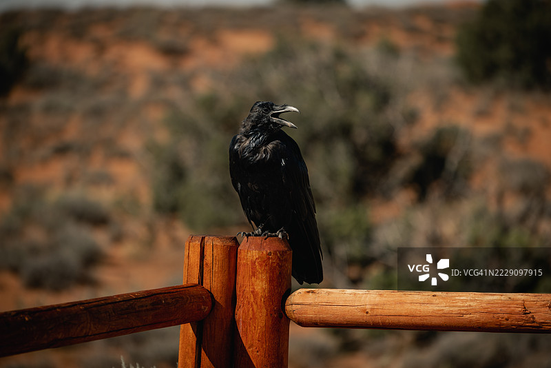 鸟儿栖息在木头上的特写，汤普森，犹他州，美国图片素材