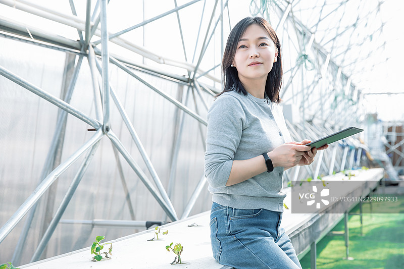 一位亚洲女性正在使用平板电脑监测温室中蔬菜的生长情况。图片素材